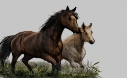 Breeding Horses