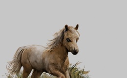 Pony Horse