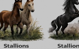 Stallions
