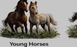 Young Horses