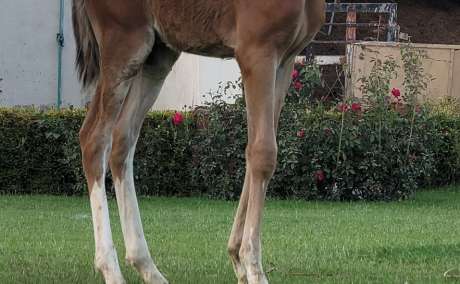 Sherini ( Filly )