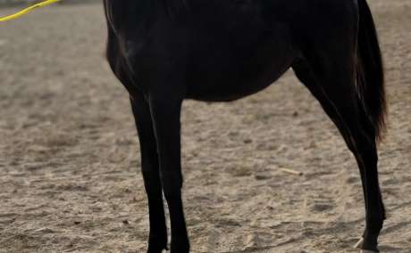 Beautiful Jet Black ( For Sale)