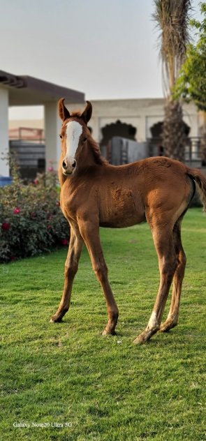Al-Nakhla ( Filly )