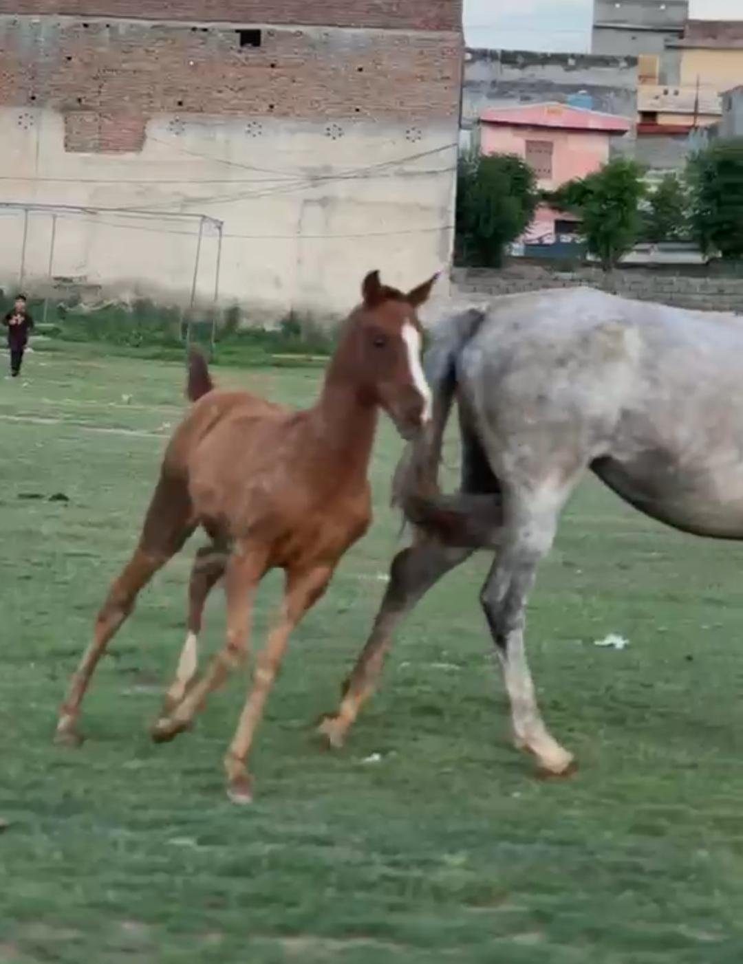 Sundri (TM Farm Breed)