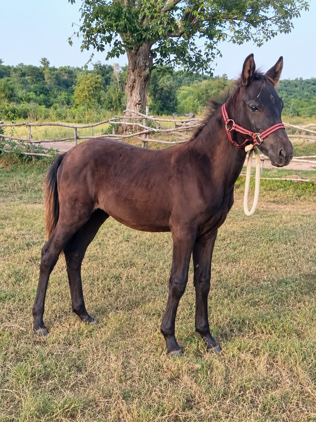 Mixed Breed Male Foal for Sale in Pakistan