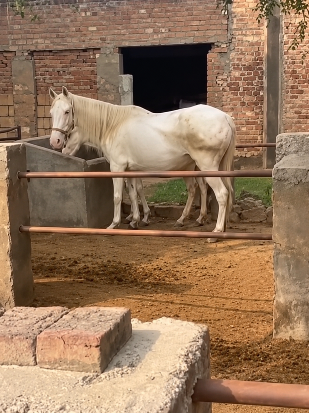 Horse for Sale in Pakistan