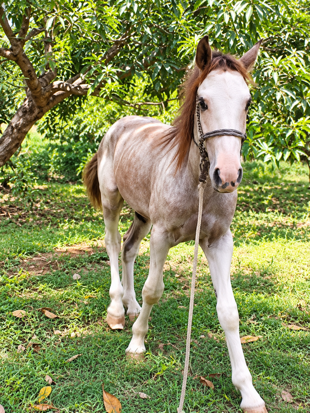 Young Horse for Sale in Pakistan