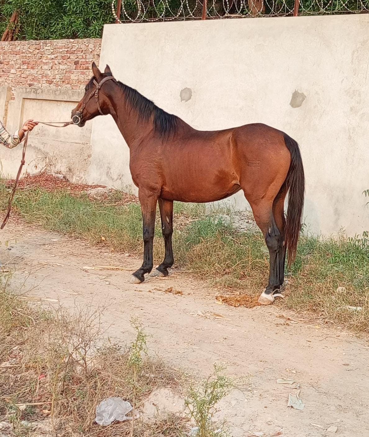 Horse for Sale in Pakistan