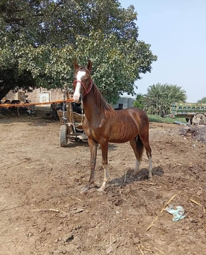 Horse for Sale in Pakistan