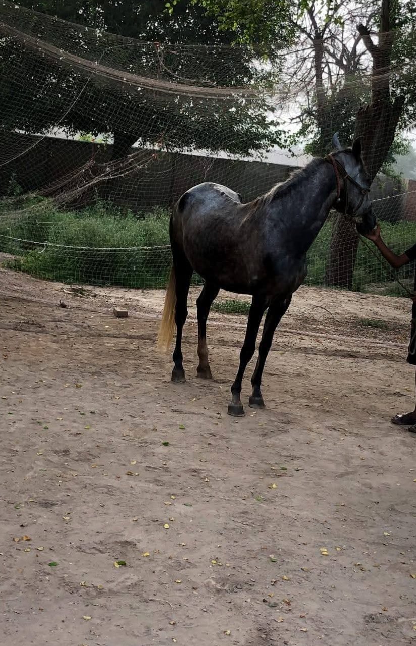 Horse for Sale in Pakistan