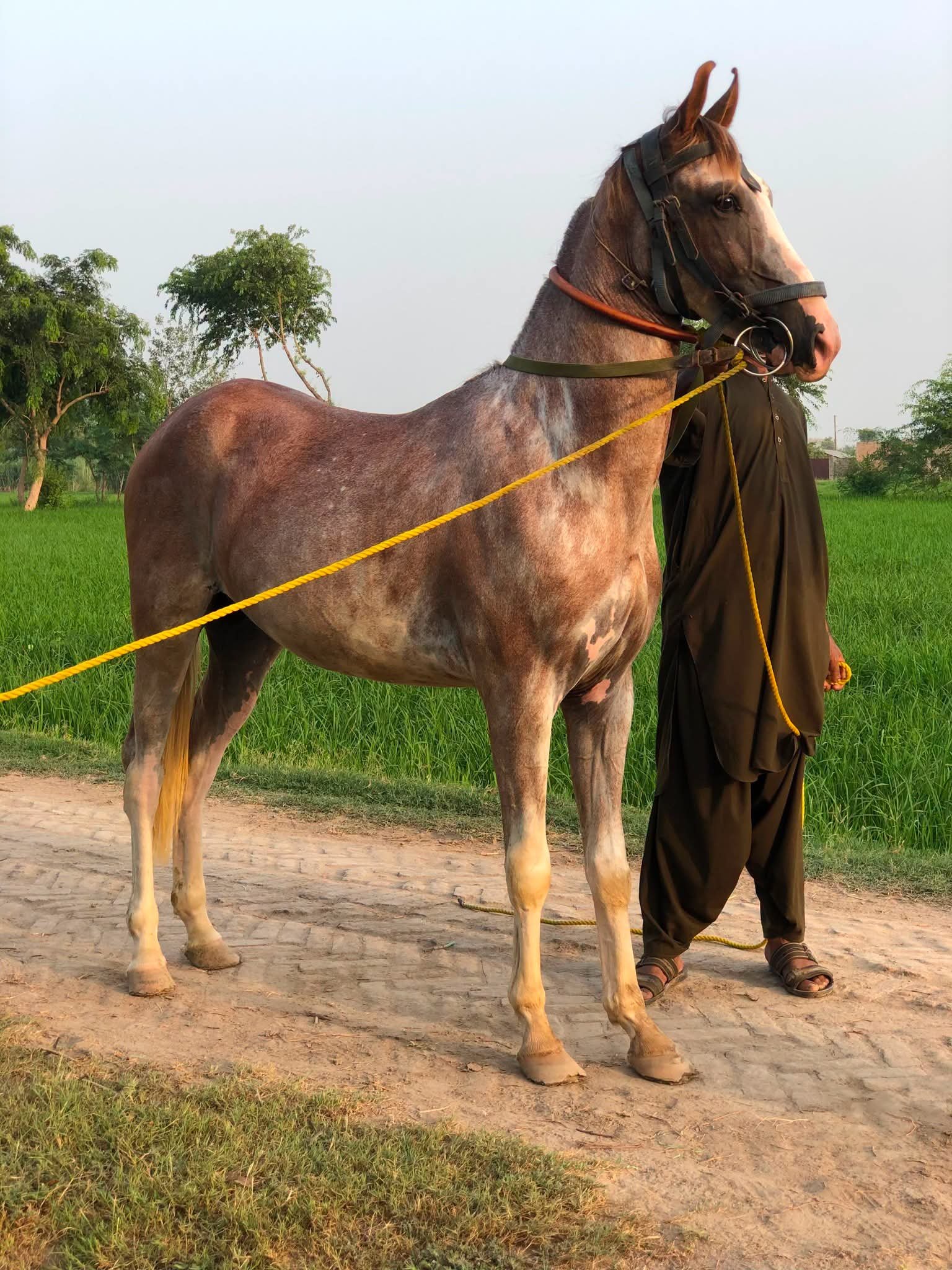 Horse for Sale in Pakistan
