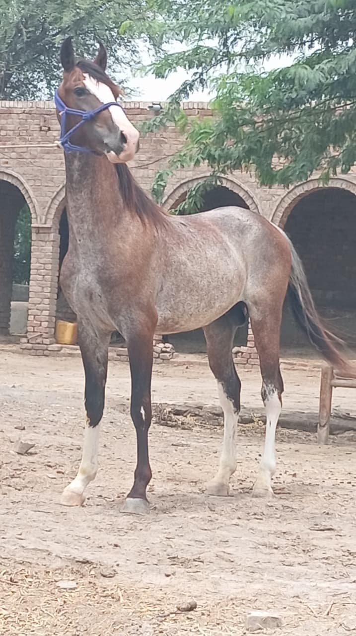 Horse for Sale in Pakistan