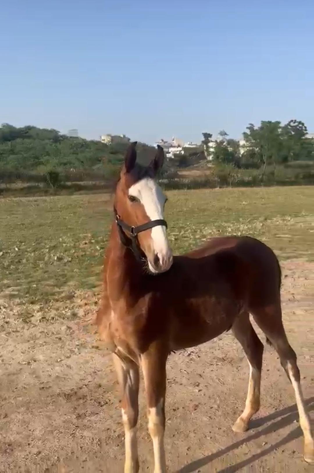 Noor-e-Nazar ( Charda Suraj Daughter)