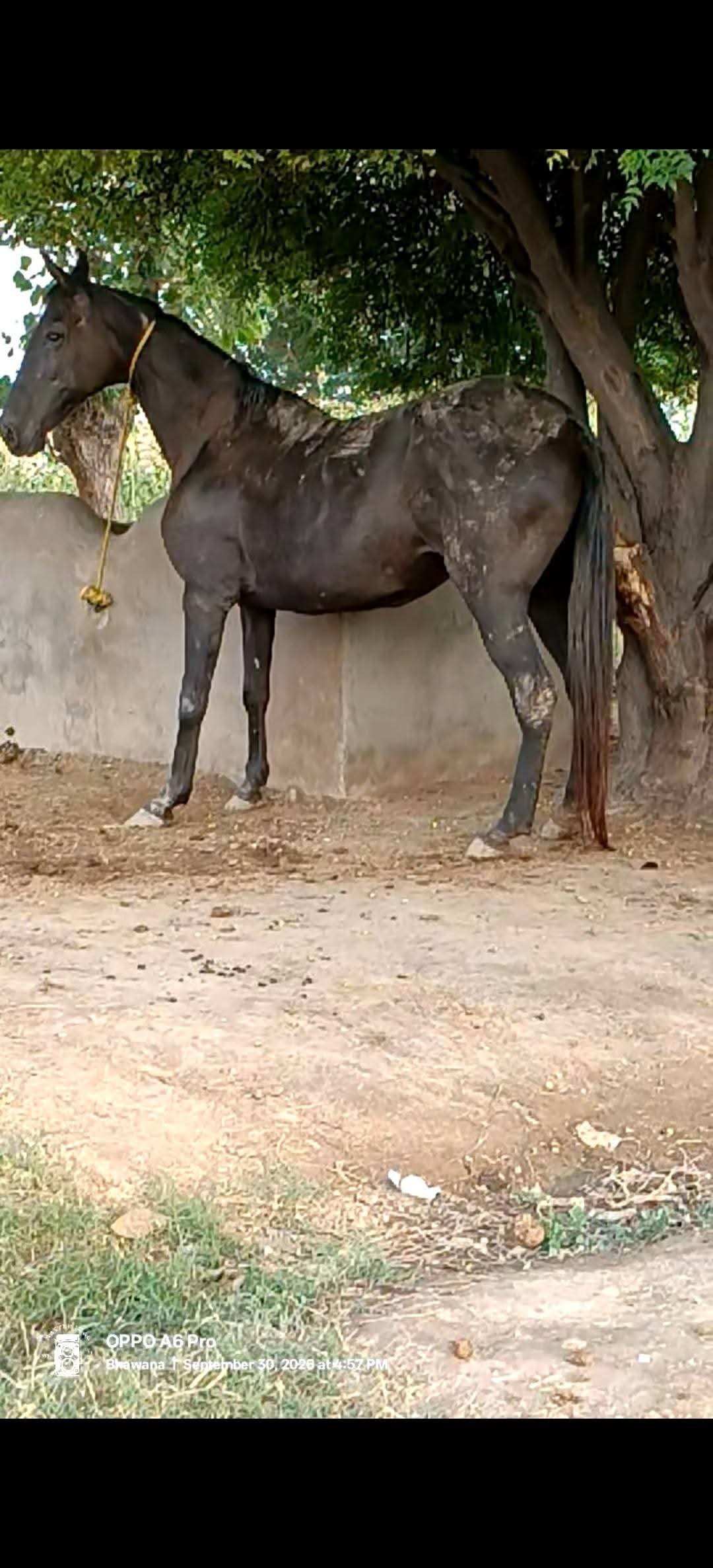 Horse for Sale in Pakistan