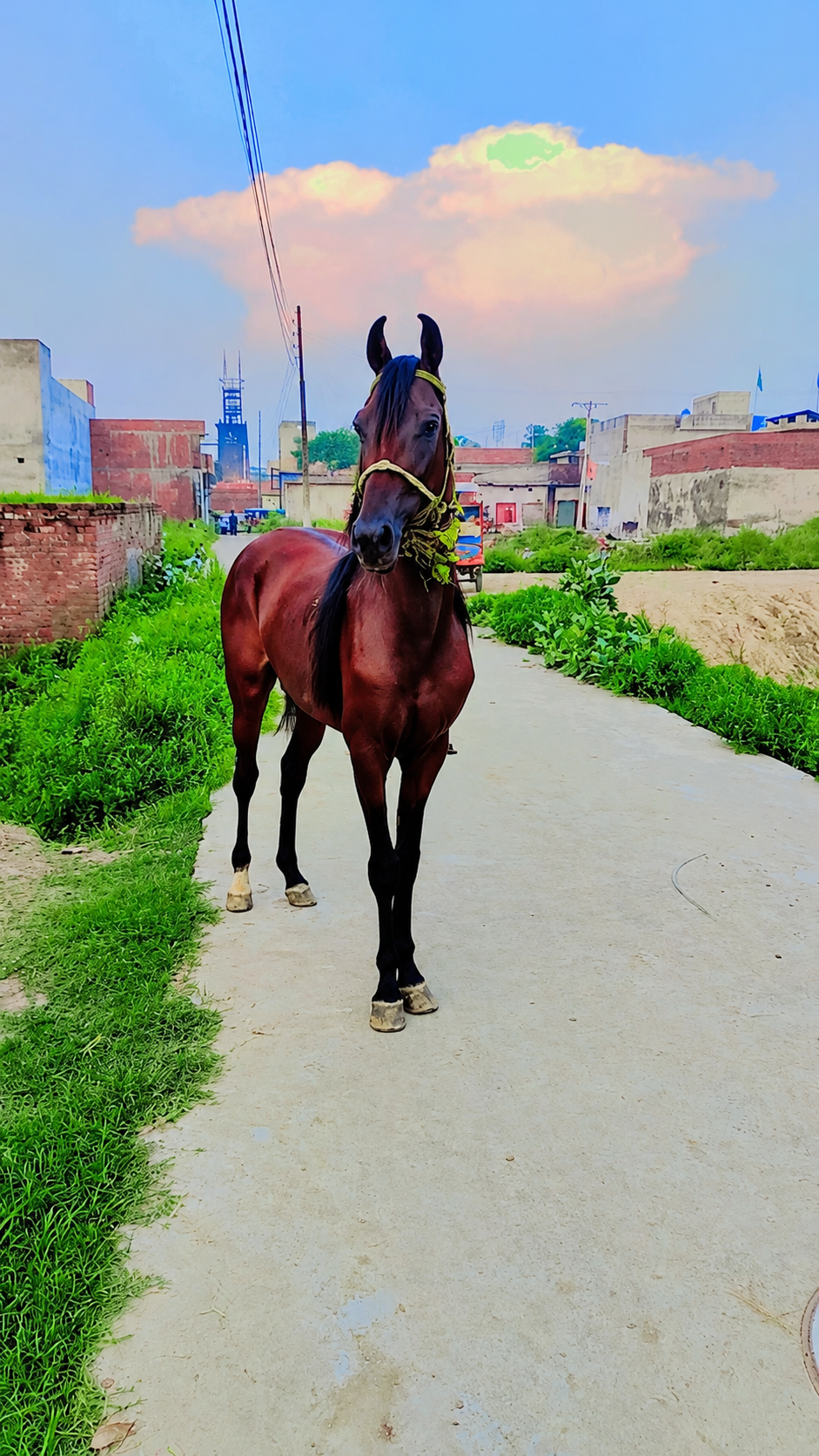 Kumait Horse for Sale in Pakistan