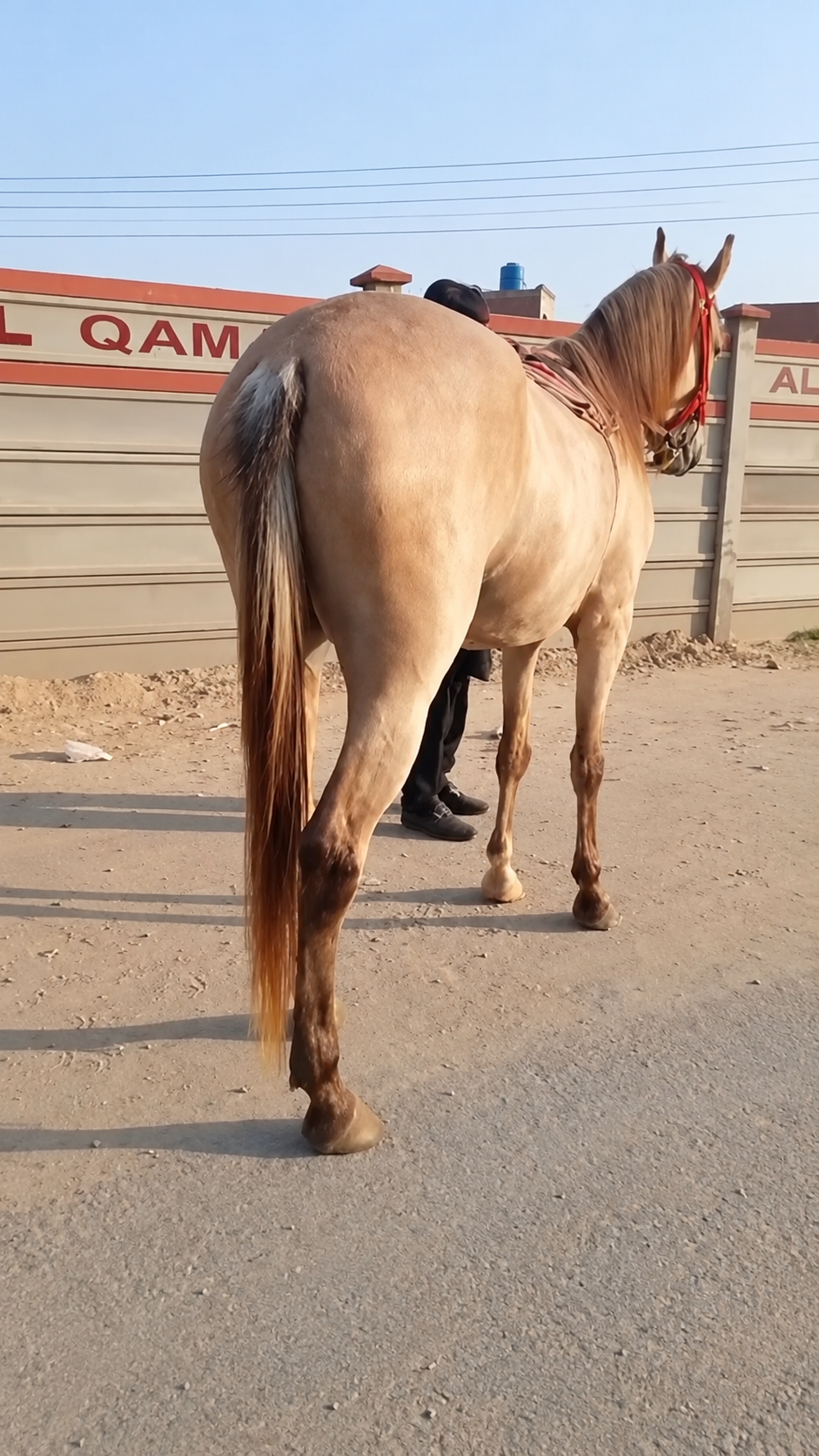 Horse for Sale in Pakistan