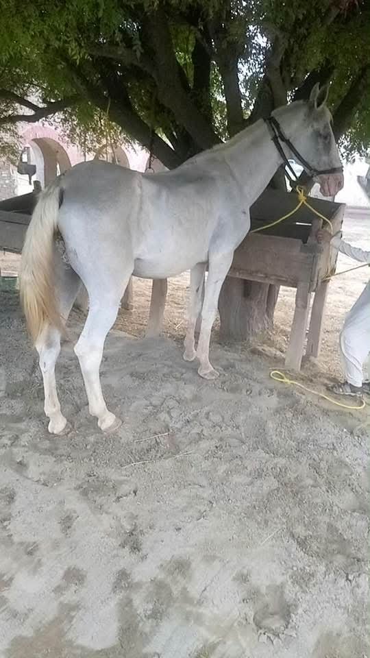 Horse for Sale in Pakistan