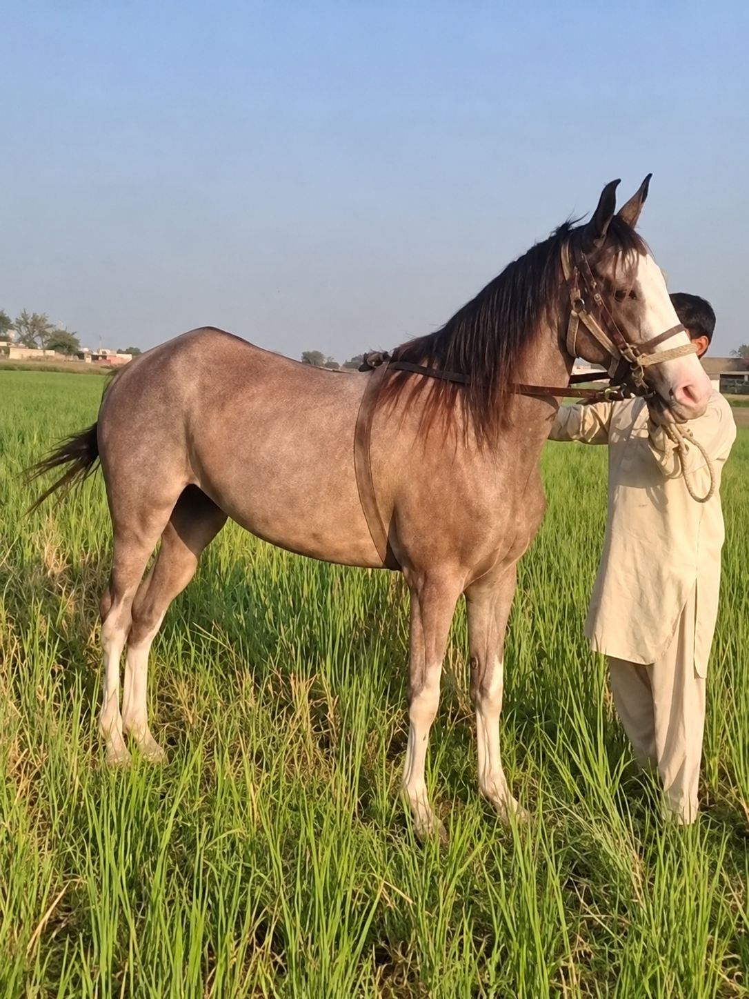 Horse for Sale in Pakistan