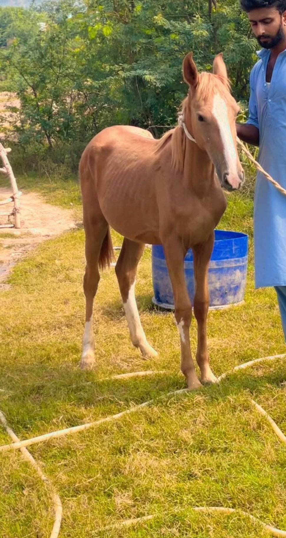 Horse for Sale in Pakistan