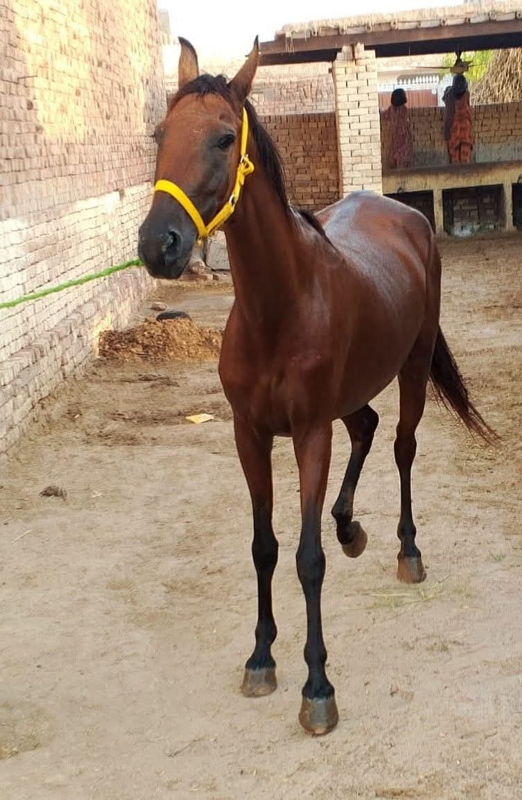 Pregnant Mare For Sale 4 Month Pregnant