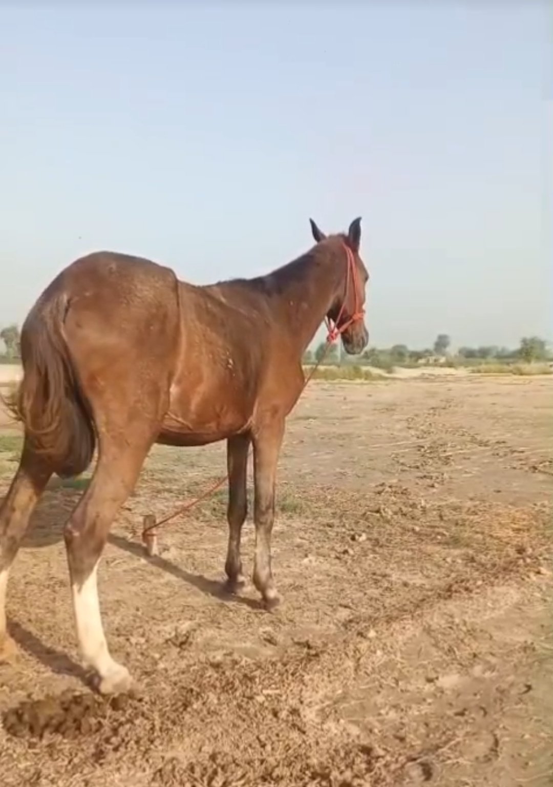 Horse for Sale in Pakistan