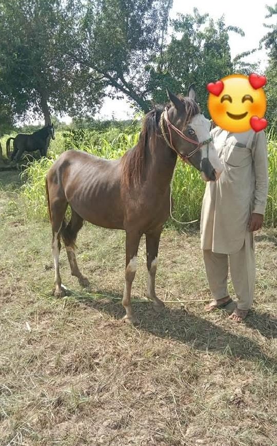 Horse for Sale in Pakistan