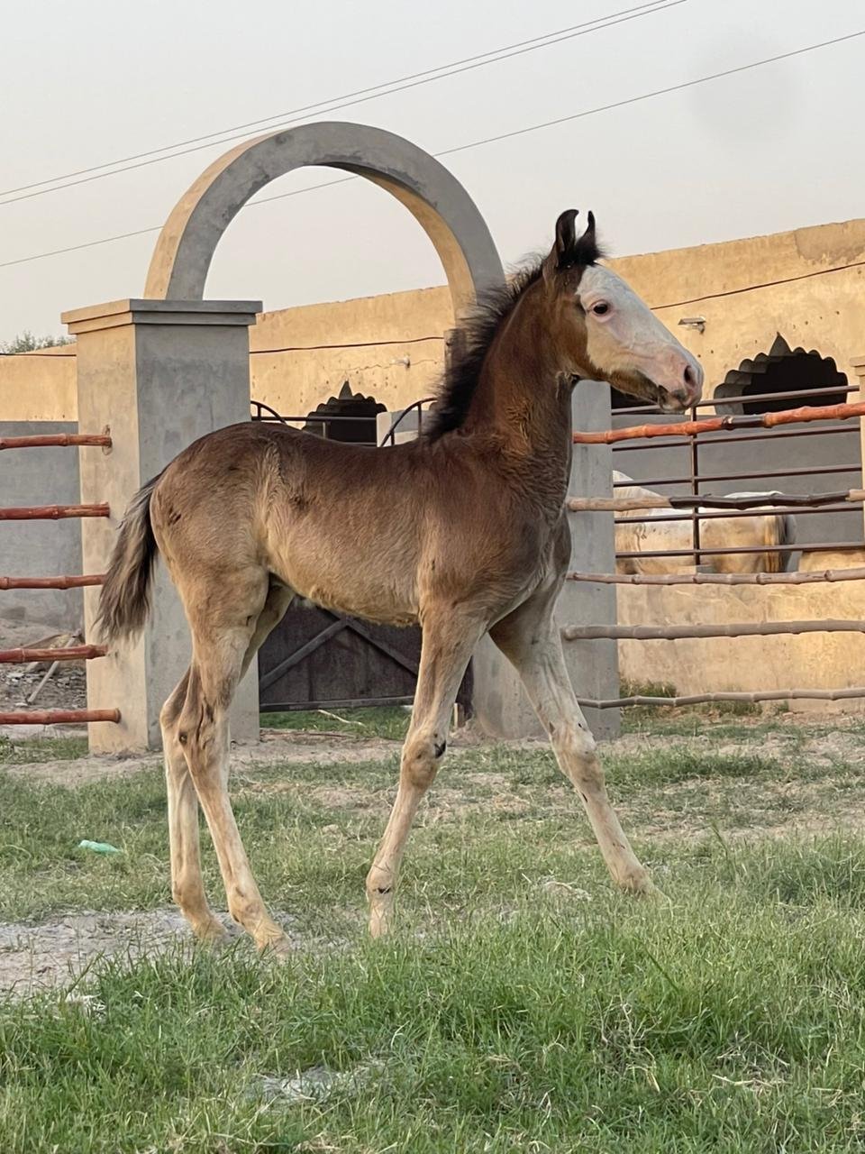 Babar ( Wachera)
