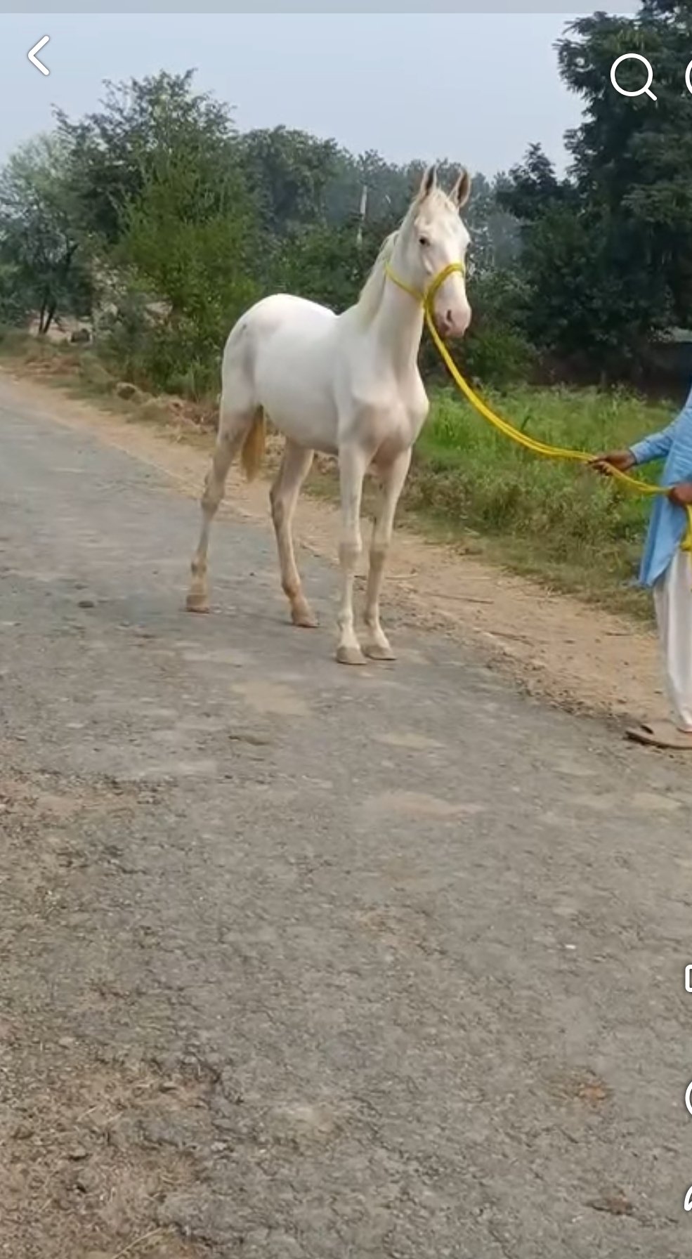 Horse for Sale in Pakistan