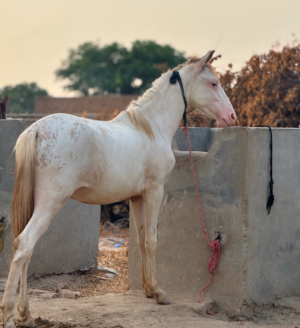 Nukra Filly Horse for Sale in Pakistan