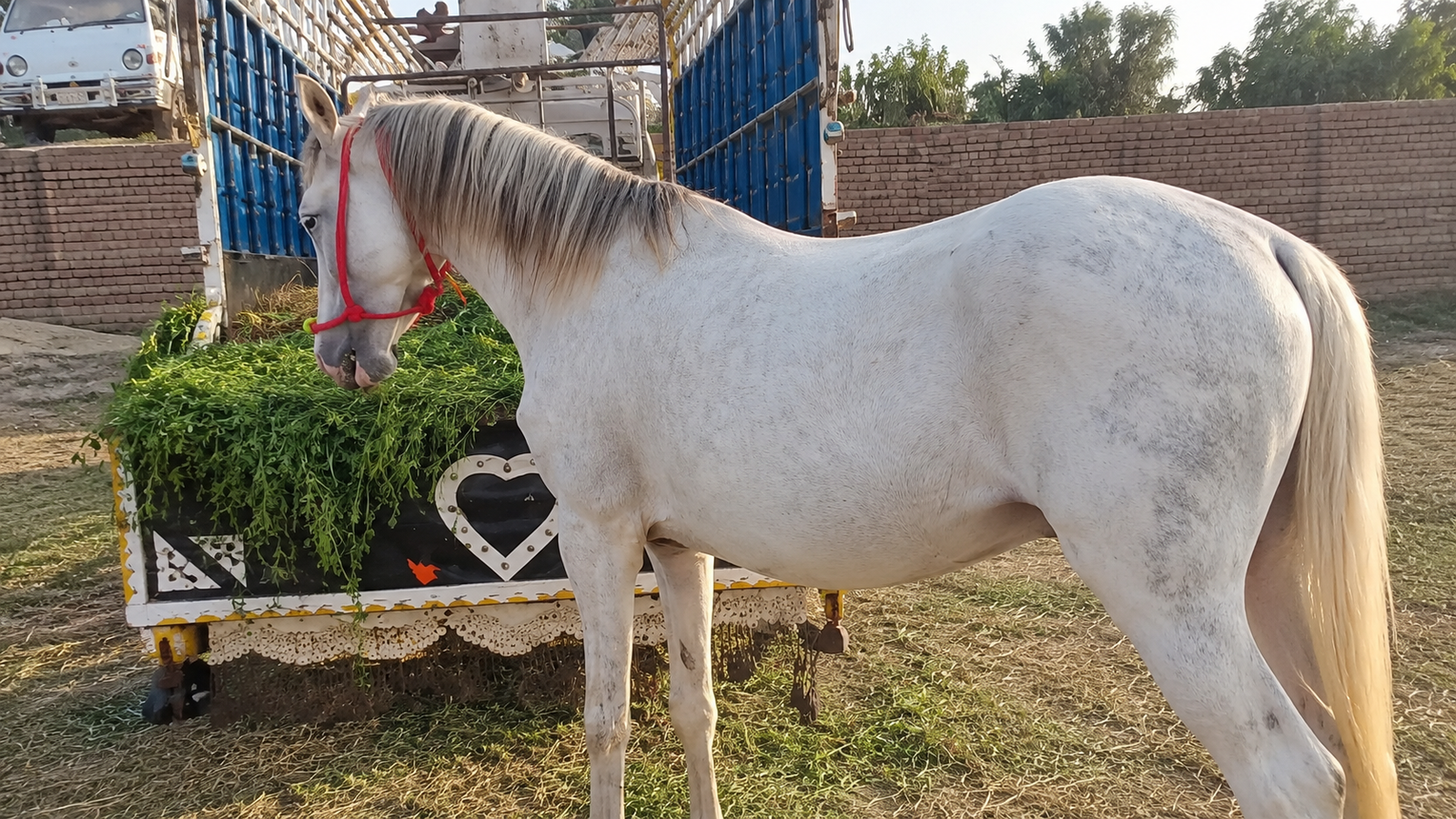 Horse for Sale in Pakistan