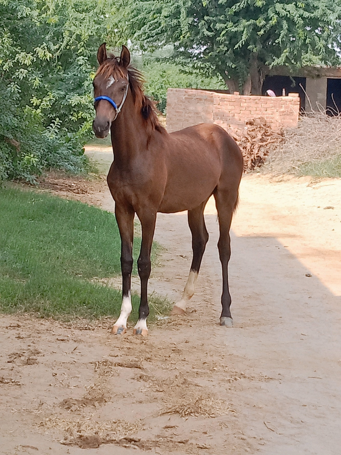 Horse for Sale in Pakistan