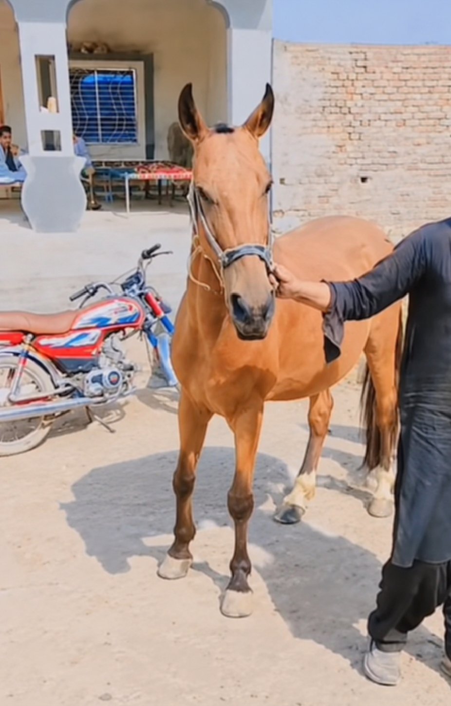 Horse for Sale in Pakistan