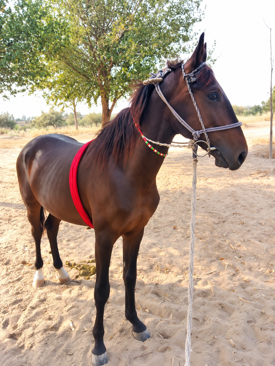 Mushka Horse for Sale in Pakistan