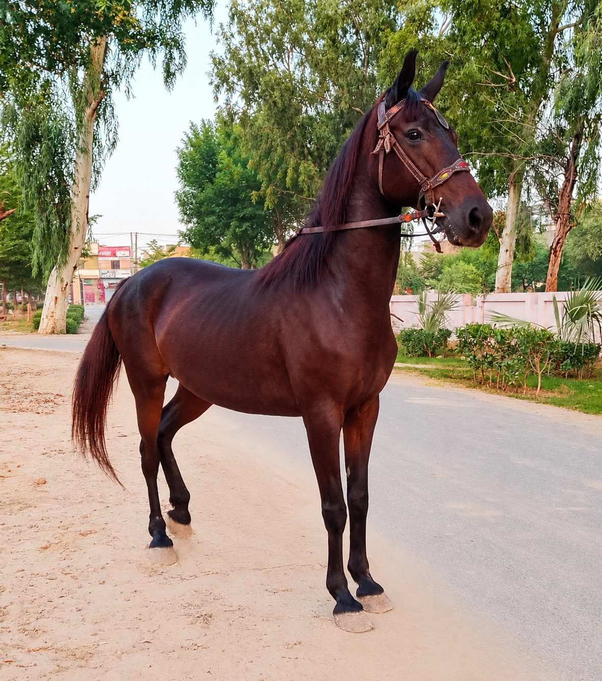 Desi Mare Horse for Sale in Pakistan
