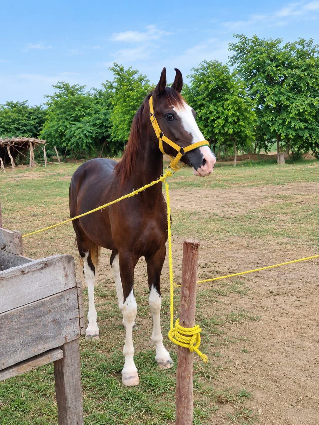 Horse for Sale in Pakistan