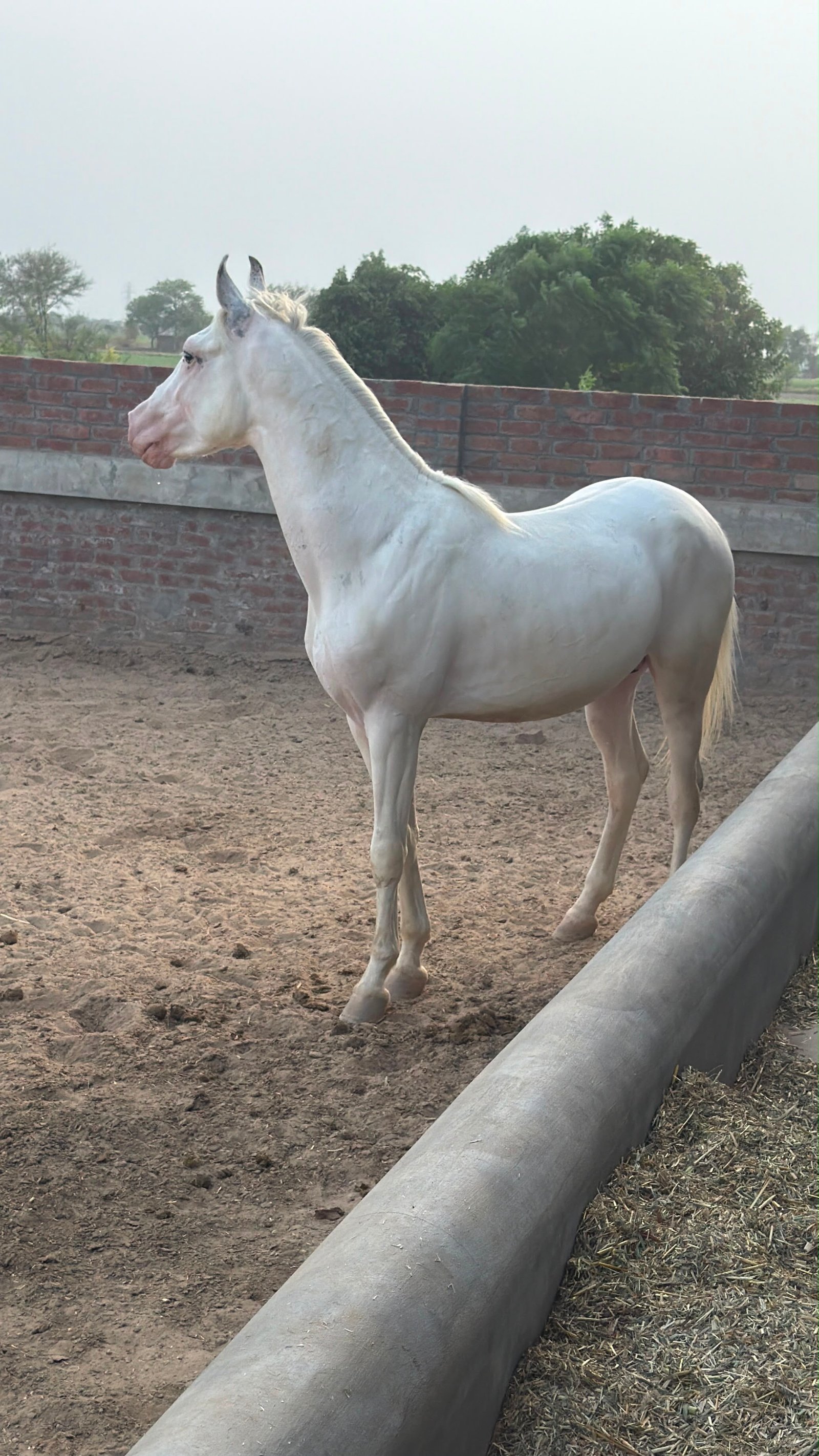 Horse for sle