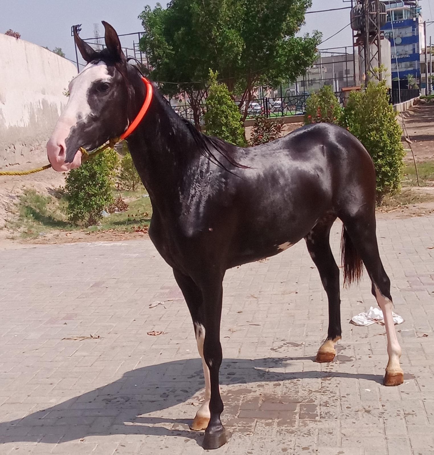 Horse for Sale in Pakistan