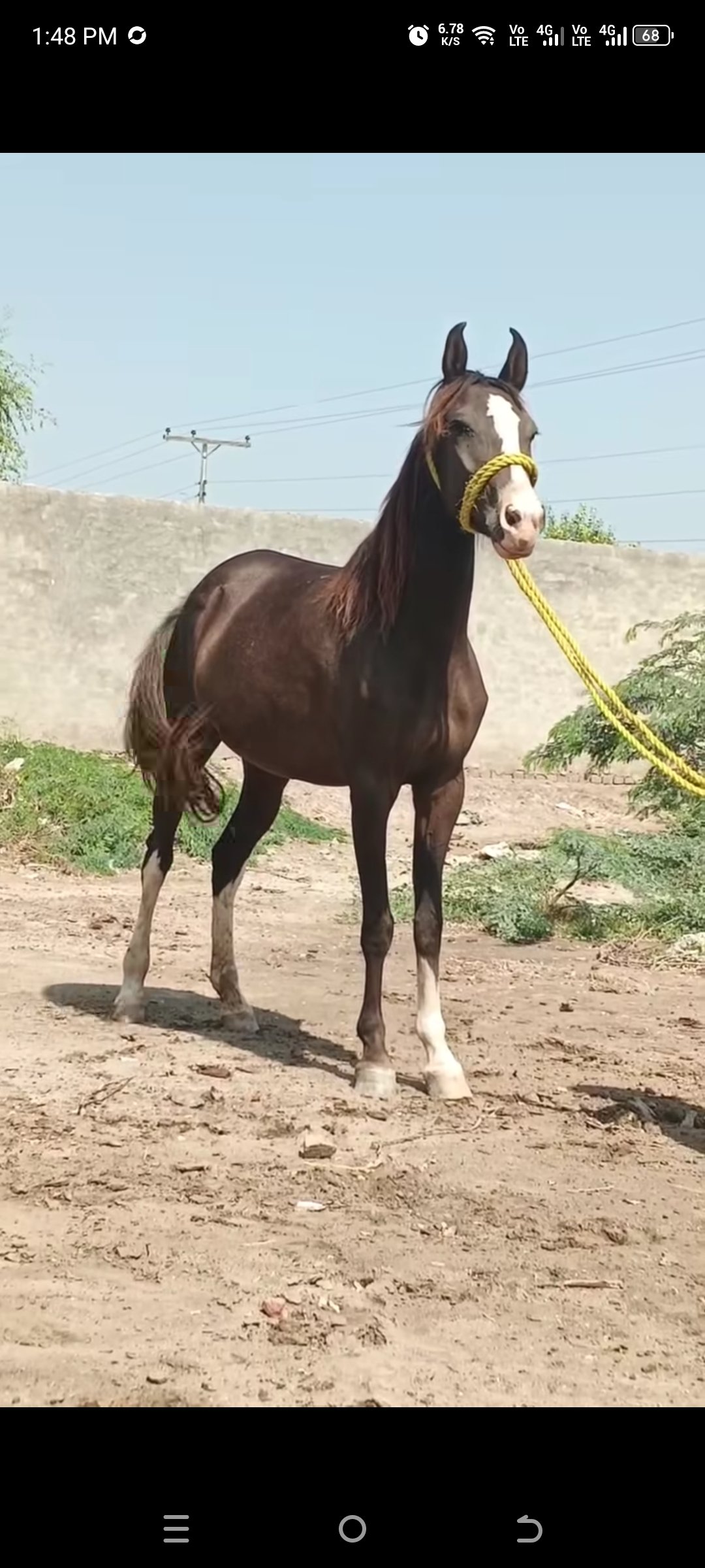 Horse for Sale in Pakistan