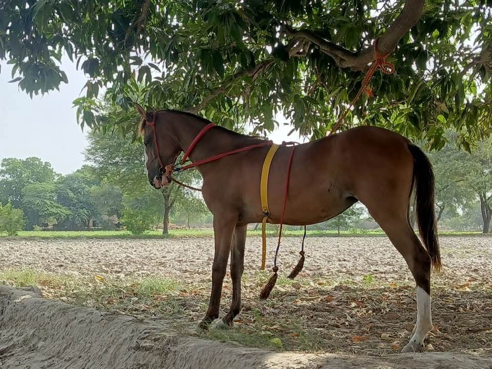 Horse for Sale in Pakistan