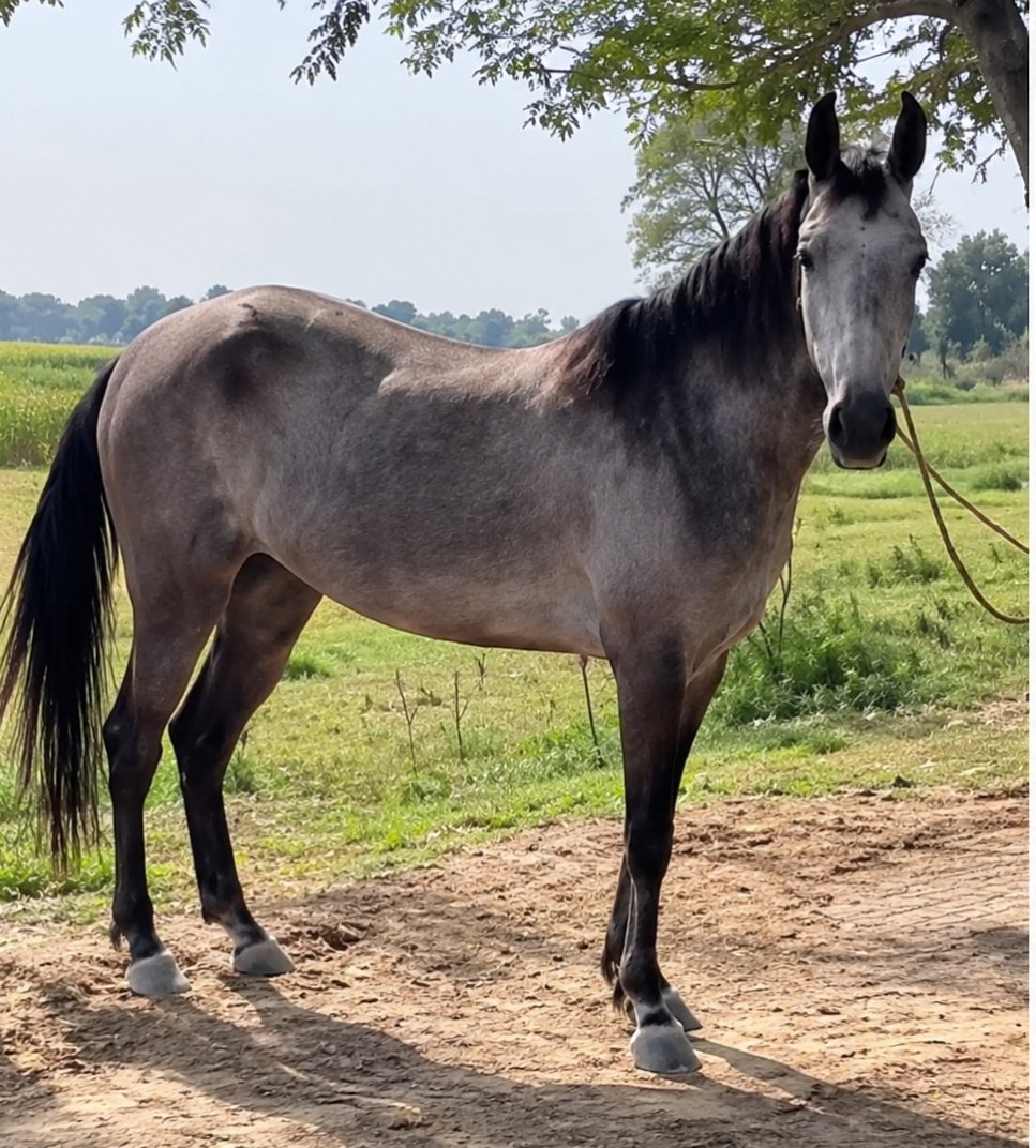 Horse for sale in Pakistan