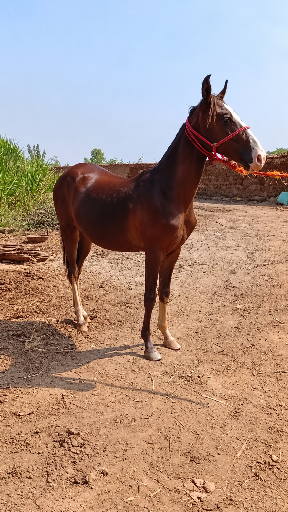 Horse for Sale in Pakistan