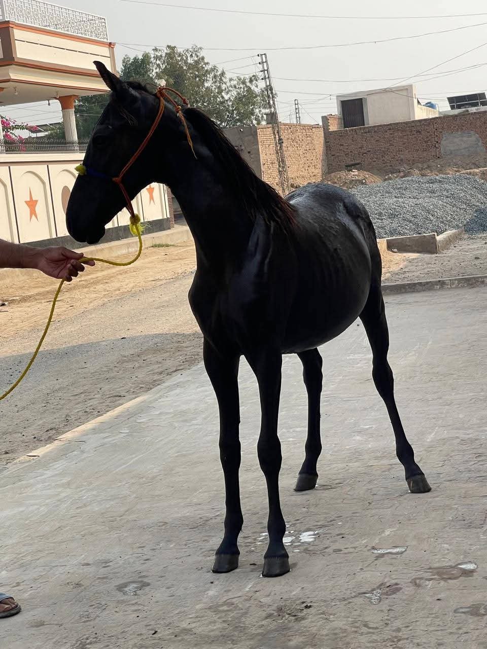 Horse for Sale in Pakistan