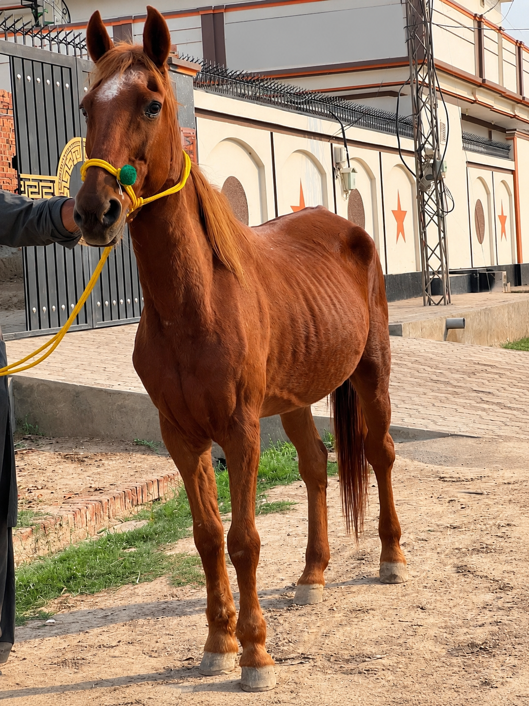Horse for Sale in Pakistan