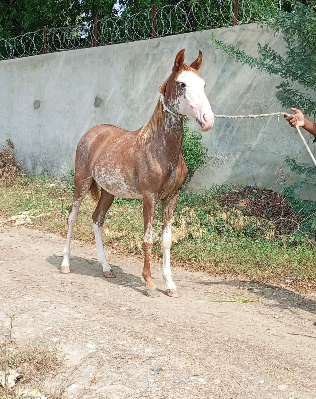 Chamba Kabootar 5kalyan vachera for sale