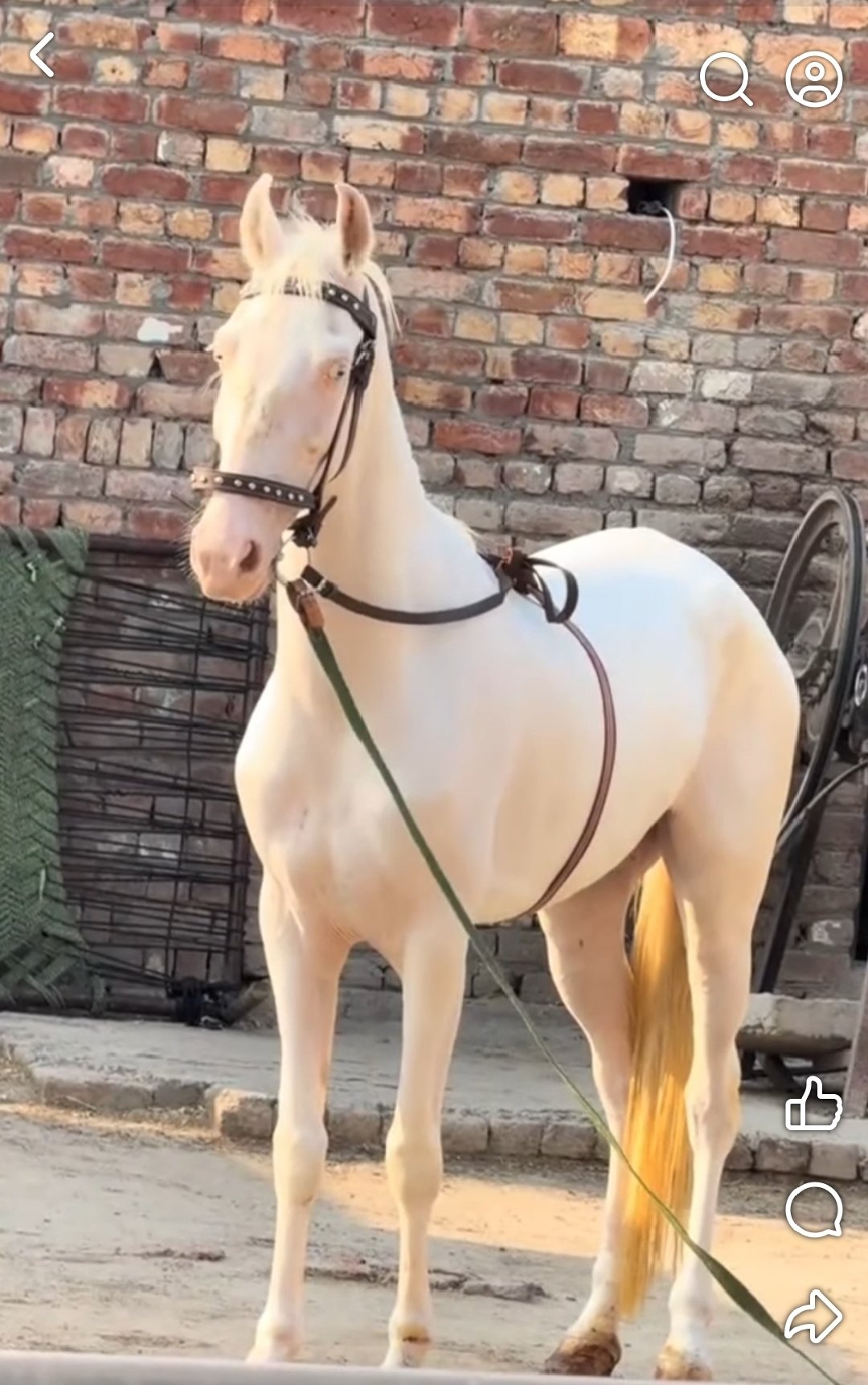 Horse for Sale in Pakistan
