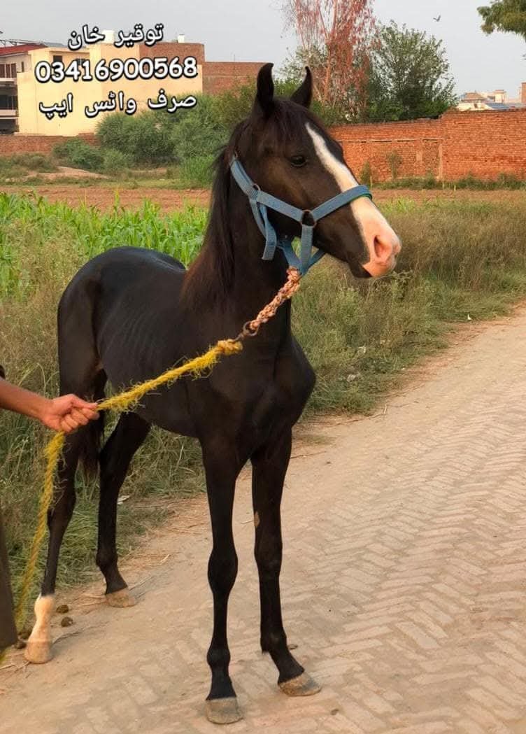 Horse for Sale in Pakistan