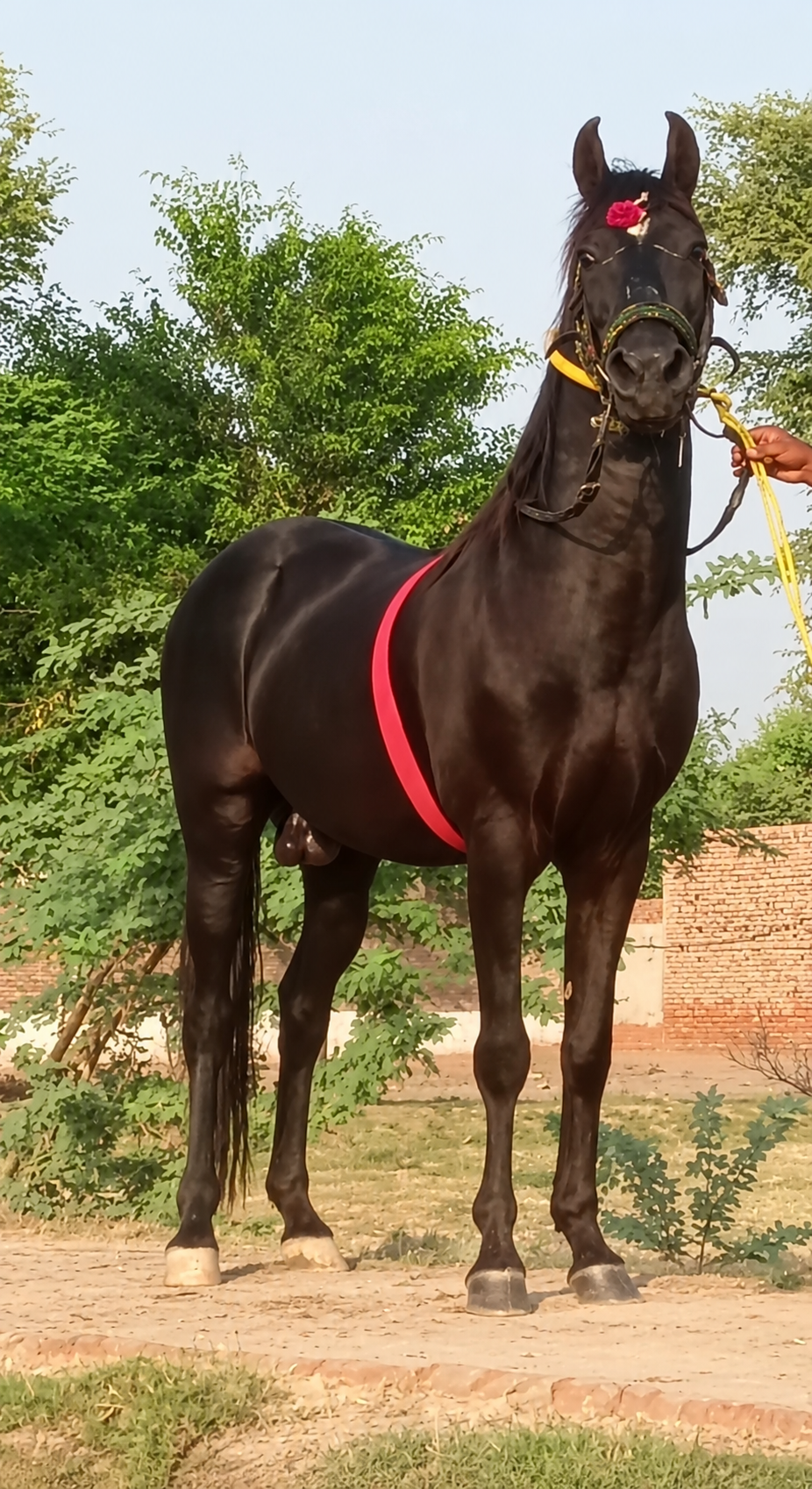 Horse for Sale in Pakistan