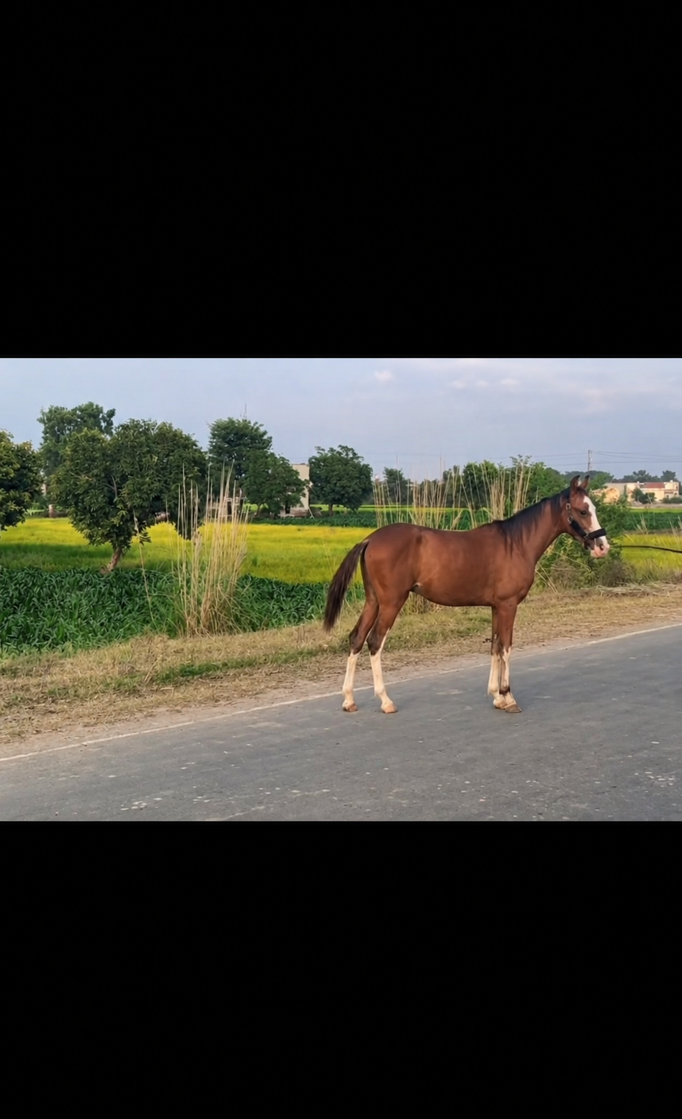 Horse for Sale in Pakistan