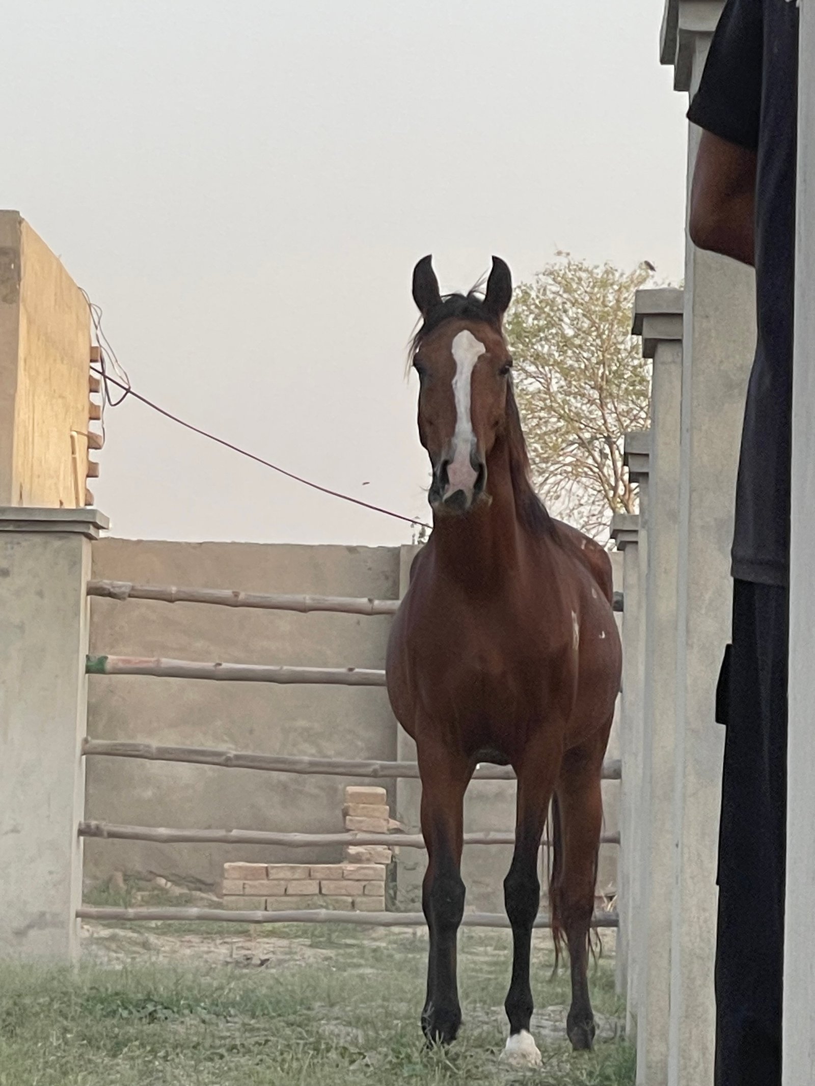 Beautiful Mare (Aseel) Confirm Pregnant