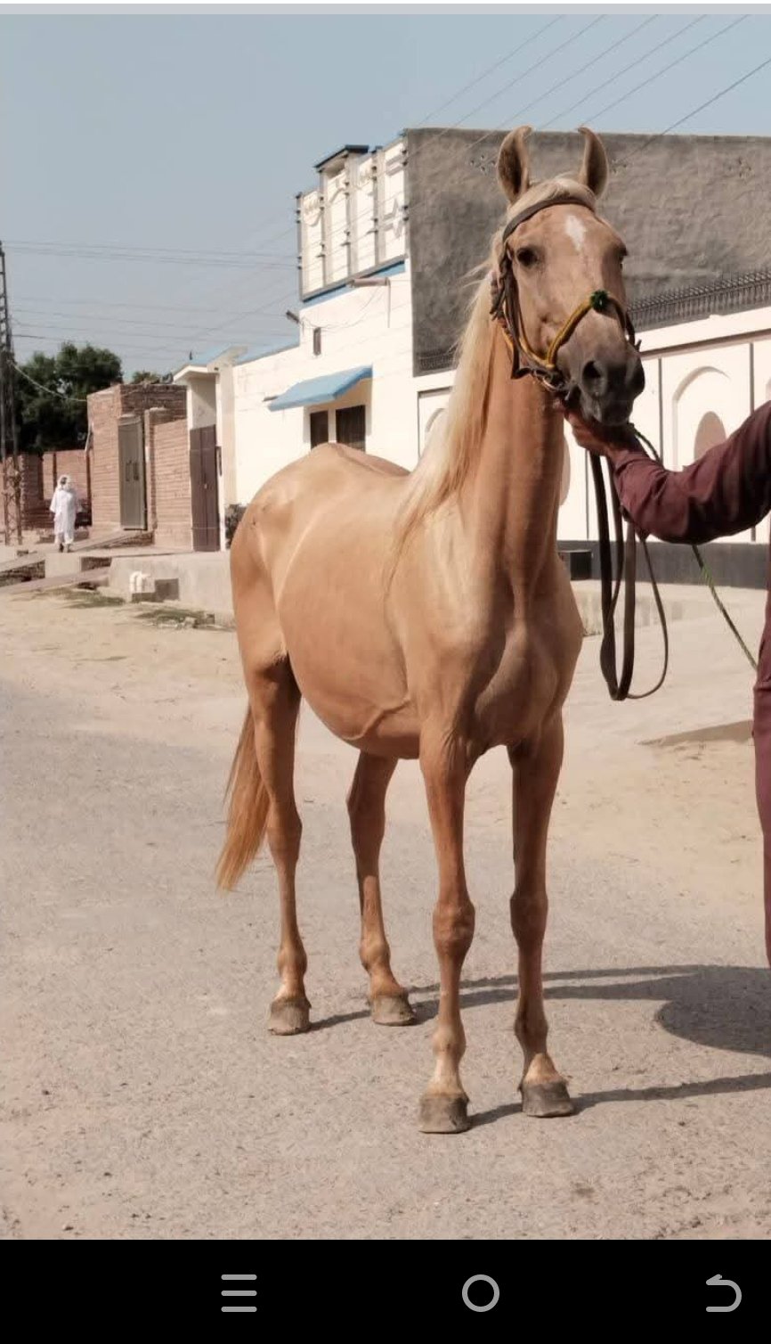 Horse for Sale in Pakistan
